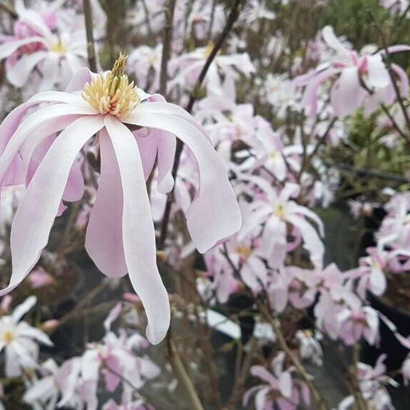 Magnolia x loebneri 'Leonard Messel' 300-350 cm